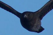 Pomarine Jaeger (Stercorarius pomarinus)